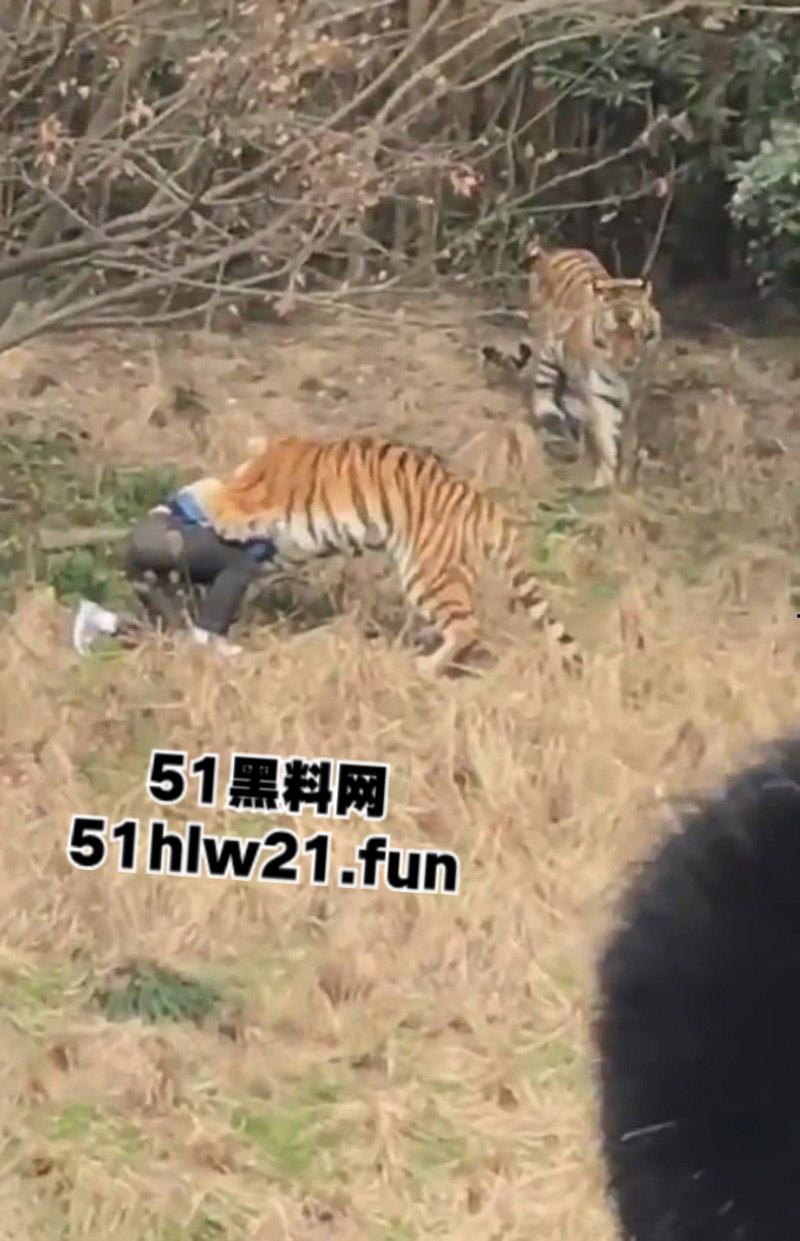 浙江宁波雅戈尔动物园,男子翻越围墙遭老虎攻击致死,老虎遭警方枪杀,园方称死者并没有买票。-6